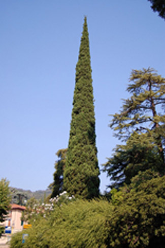 Вечнозелёный Кипарис...