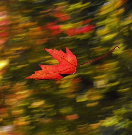 Единственный, мой долгожданный...