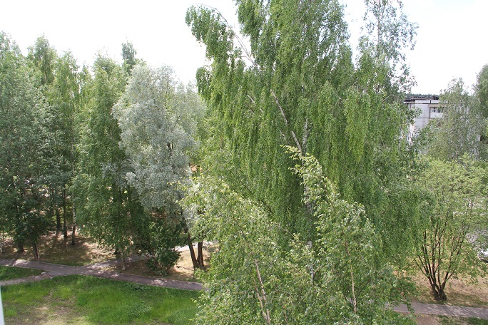 Девичьей сладости покорностью ветвей