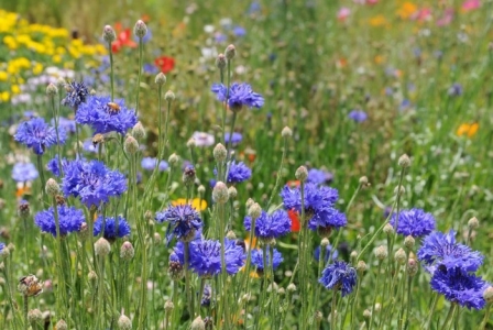 Простой василек