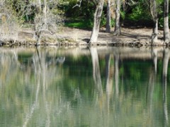 Застыли Смолой Эвкалипты