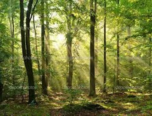 Как нынче воздух дик и свеж!