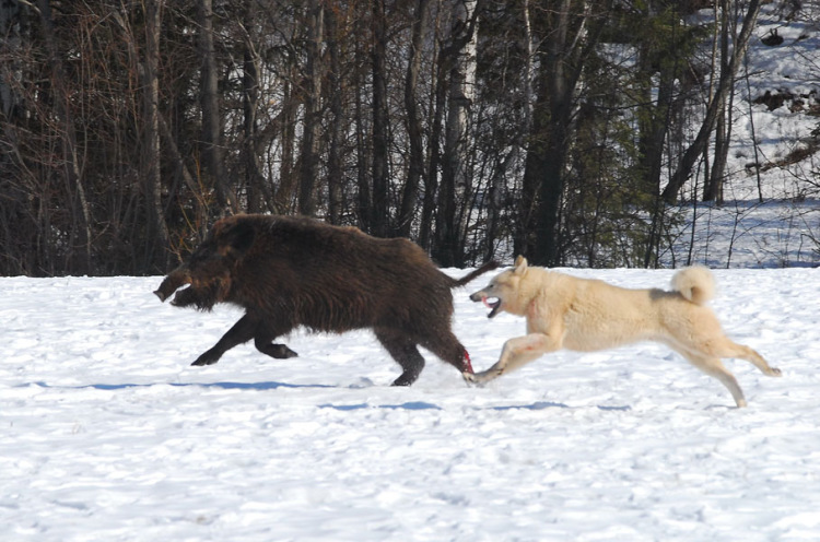 Хозяин собирался на охоту