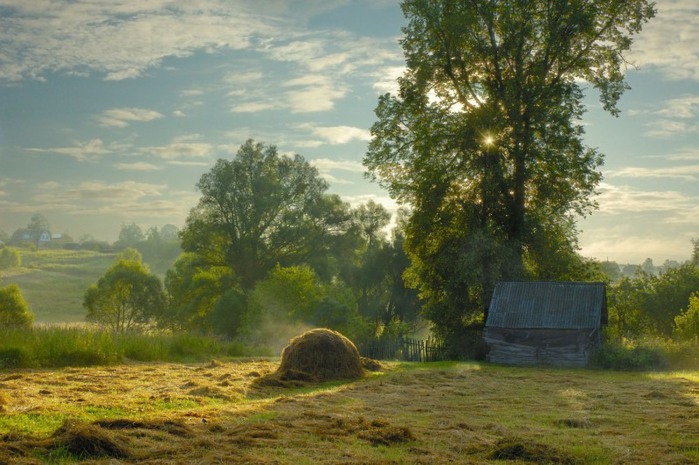 Тихо качаются нивы