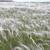 Поле ковыля