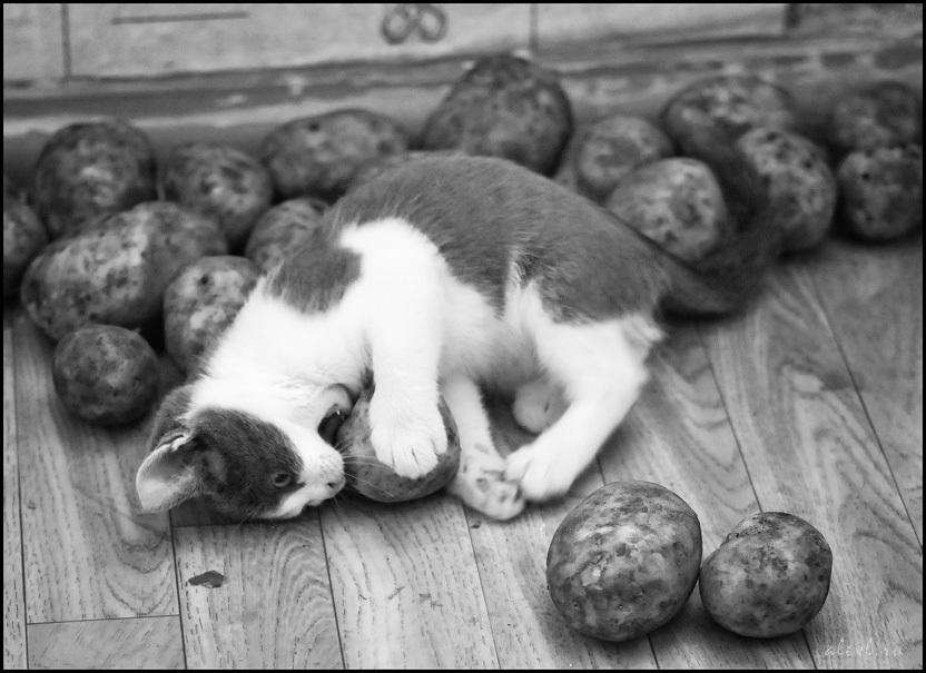 Котам можно картошку. Кошка картошка. Кот копает картошку. Котик и урожай картошки. Котик КОТРОШКА.