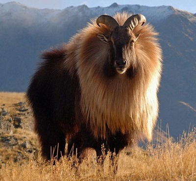 Гималайский тар