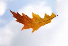 На оторвавшимся листке