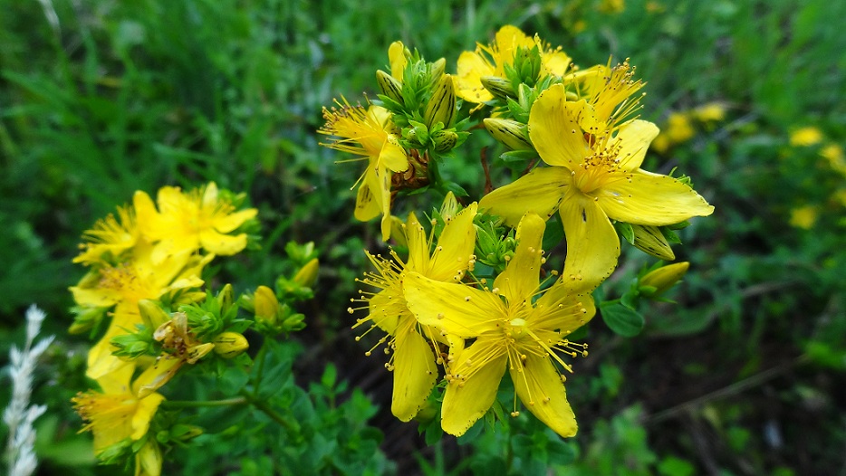 Персонажи зверобоя картинки
