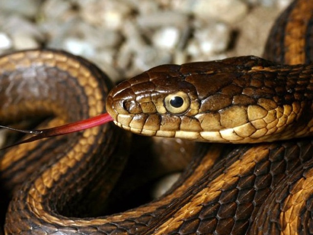 Змея сверху. Гадюка гюрза. Плюющаяся черношейная кобра. Техасский гремучник. Змея наоборот.