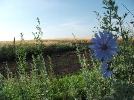 Птицы тебя забыли