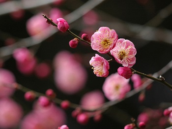 Колючая жизнь