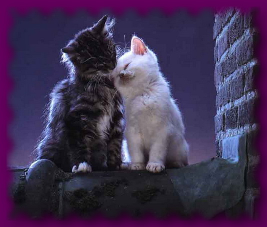 Рецензия на Как определить пол котенка