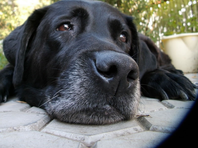 Друг и предатель