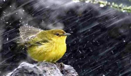 Лето-выстрел...