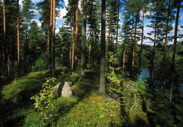 Лесная прелесть