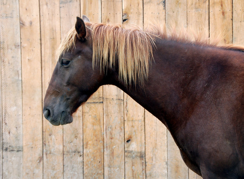 Лошади 2012 года. Рудый конь.