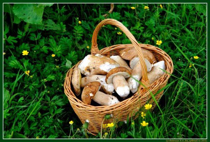 Дождь грибной