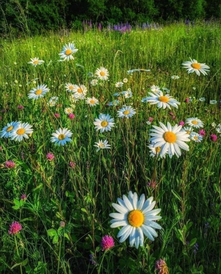 Песня Что за чудо белая ромашка