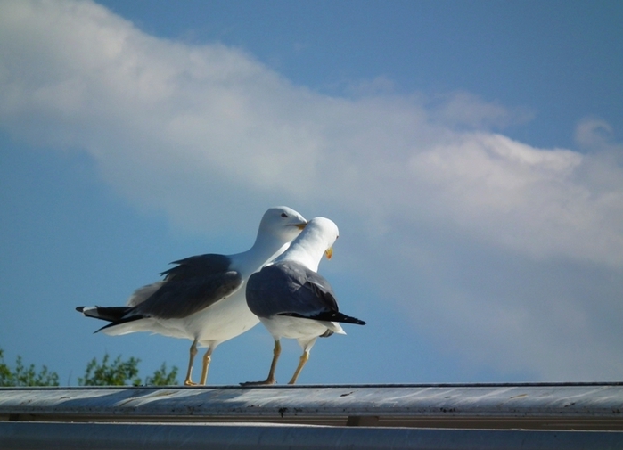 1916 Стихи и проза сонет