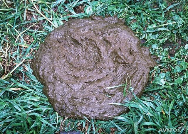 Депутат Андрей Муз рецензия