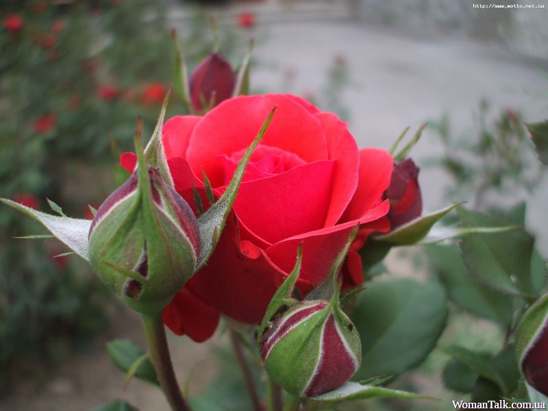 Ты взлелеяла строки в тиши, Довгаль Ларисе