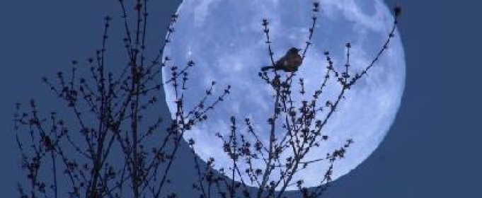 Низко ива склонилась ветками (Виктор Любецкий) / Стихи.ру