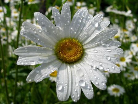 После дождя