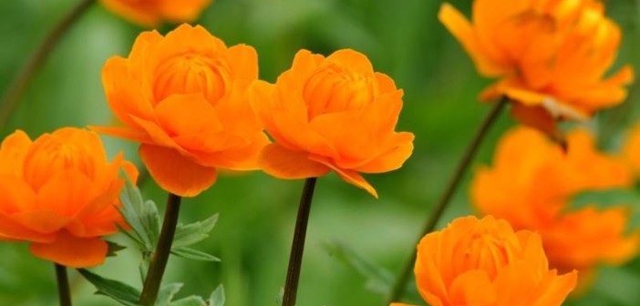 Летние сибирские подружки