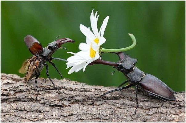 Даже жук цветы любимой дарит...