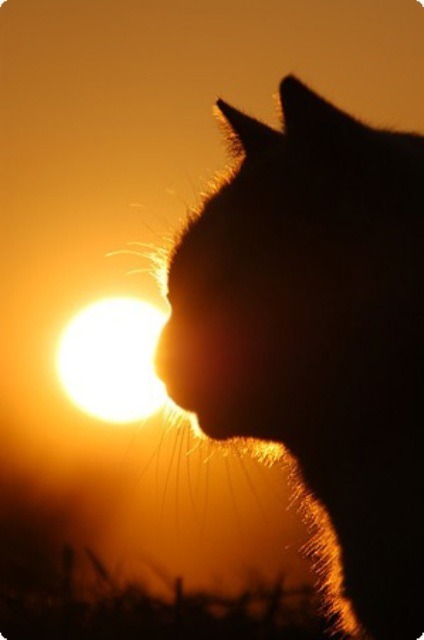 Рыжая канитель...