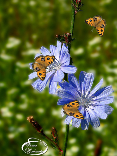 Август в лесу (Хлебникова Галина Алексеевна) / Стихи.ру