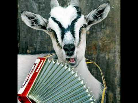 За гармонь овечка-шутка для Бекки Сквиррел