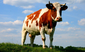 Индийское удостоверение студента