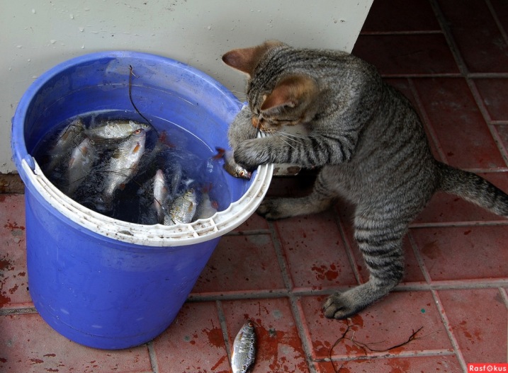 Эх, хвост чешуя, кот рыбак, фотограф - я
