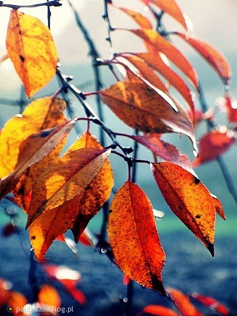 #growinggrapesbackyard Love and light, Growing grapes, Red berries