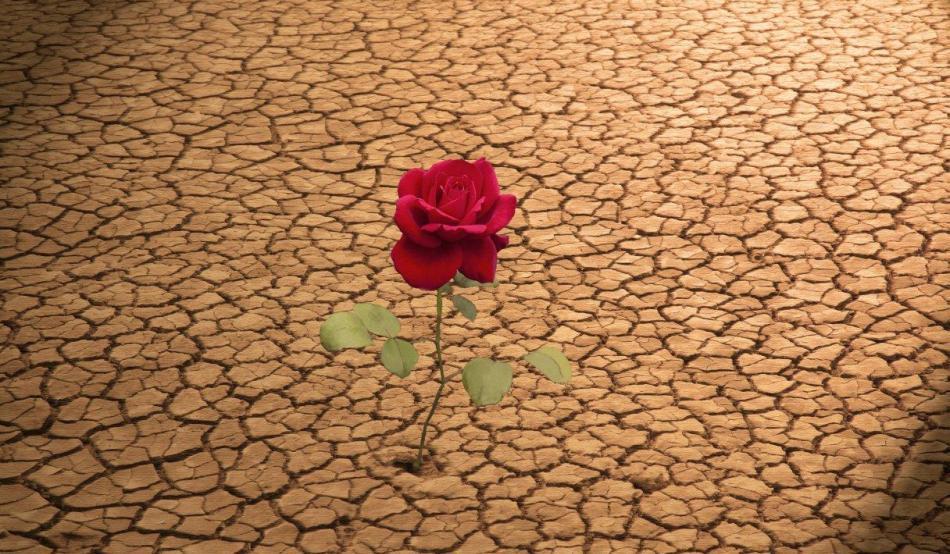 Роза Пустыни Фото