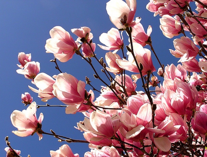 Магнолии