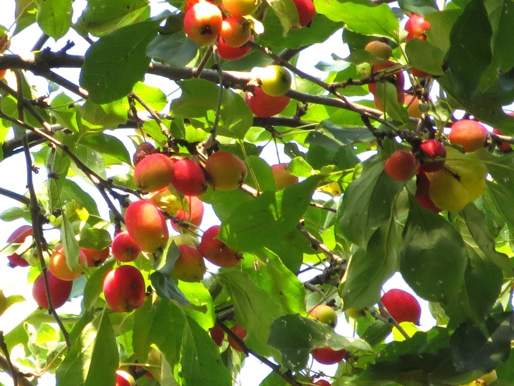 Бабушкино варенье