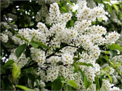 Зацвела черёмуха