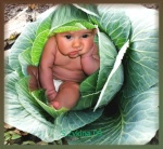 Подведение итогов конкурса малыш в капусте