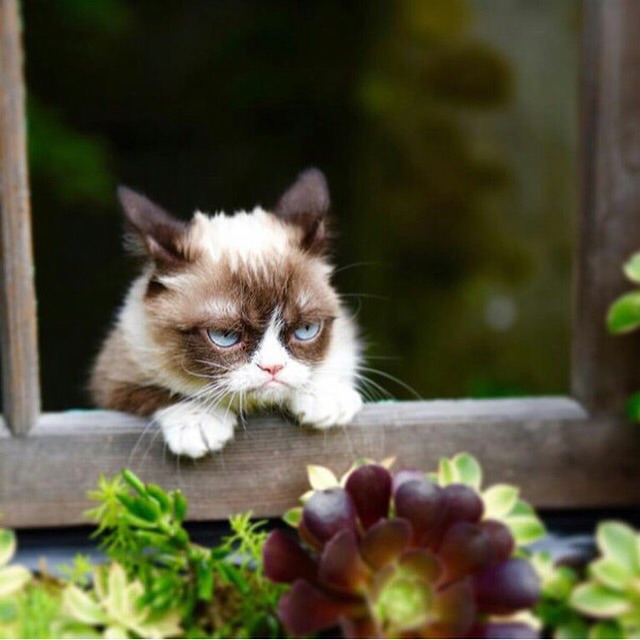 яблочный вор