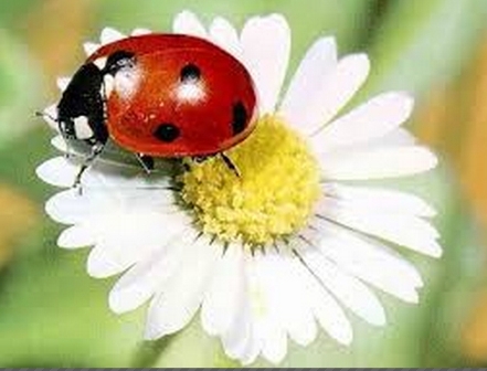 К маме, папе, бабе...