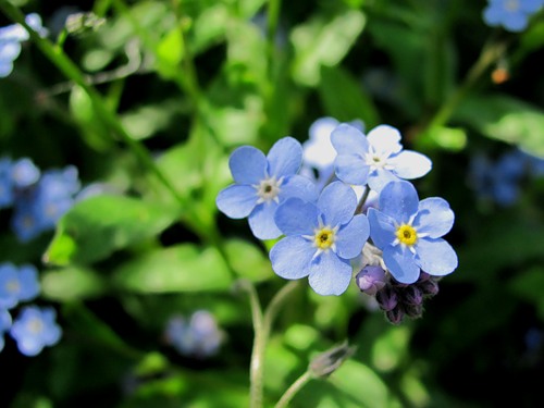 Незабудке - синеглазке 18. 08. 2015