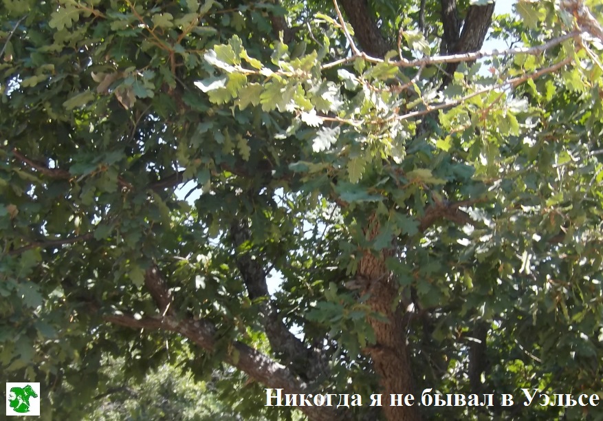 Не пришлось мне побывать в Уэльсе