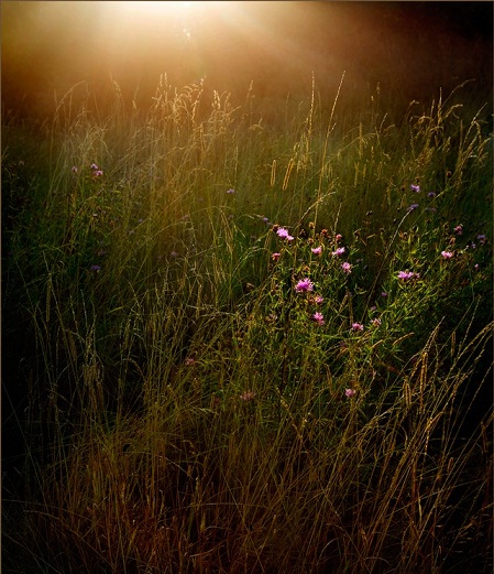 Высокие дикие травы