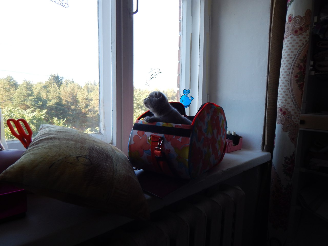 Некоторых кошек в сумку не запихать...