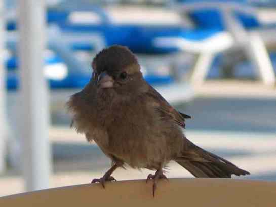 Мне воробей стучит в оконце...