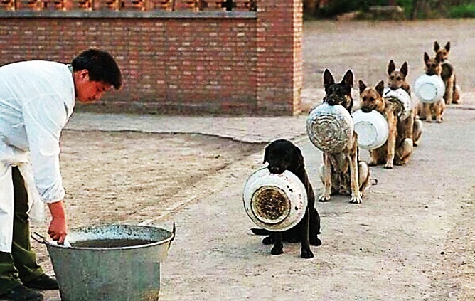 Подведение итогов конкурса Собачки в ожидании приё