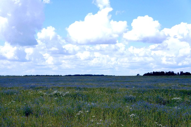 Чем дольше живёшь... Терцины